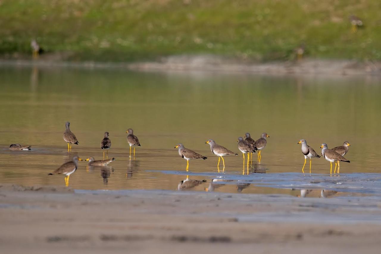 NTPC Bongaigaon Salakati releases a film on biodiversity